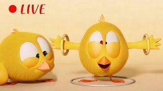  LIVE CARTOON  WHERES CHICKY   Cartoon in English for Kids   Live Stream