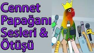 Cennet Papağanı Sesi