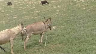 Male donkey meeting with Female donkey First time Animal breading  Animal Meeting 