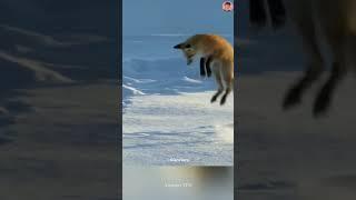 why does the fox do this 