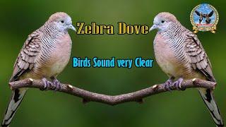 សំទ្បេងសត្វលលកដី  Zeber Dove bird sound  #birds #animals #wildlife #trap #birdsong #dovetrapkh