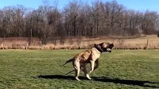 Presa Canario Long Attack - Irongates Pablo the best stud 