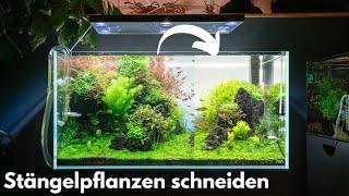 Stängelpflanzen im Aquarium richtig schneiden