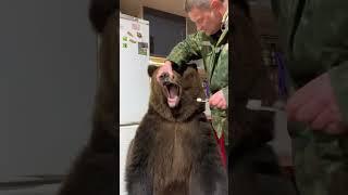 Brave Man Brushes Bears Pearly Whites 🪥