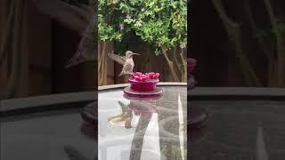 Hummingbird slow motion #shorts #songwriter #singersongwriter #musicmaker