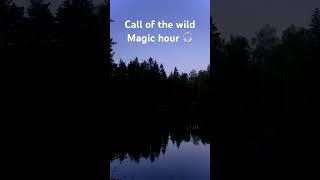 Call of the wild Nature and wildlife soundscapes