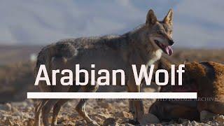 Arabian Wolf 4K  ذئب عربي זאב ערבי