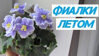 Фиалки Как Уберечь От ЖАРЫ Очень Важно