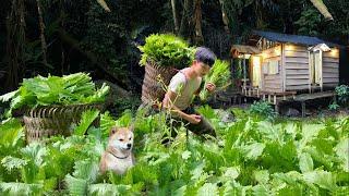 2 Year Alone in the ForestGardening & Harvesting Vegetables for Sale Living with puppies.Off Grid