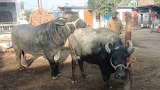 hot buffalo meeting and cow meeting3