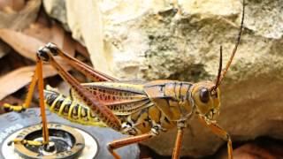 Lubber Grasshopper