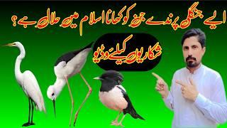 Halal Wild Bird  Kon Se Pirinday Halal Hein