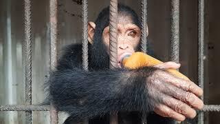 chimpanzee samantha with her doggie friends