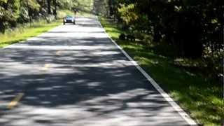 Bears in Skyline Drive