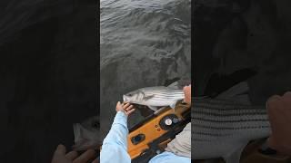 Catch & Release Striped Bass