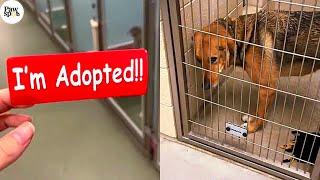 Shelter Dogs Reactions to Being Adopted