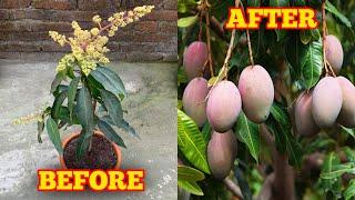 How To Grow Mango Tree In A Pot IN HINDI Mango Plant Care Tips