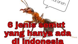 Semut yang Hanya Bisa Ditemukan di Indonesia