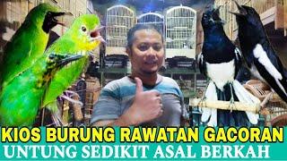 KIOS TEMPAT BURUNG RAWATAN & GACORAN UNTUNG SEDIKIT ASAL BERKAH DI PASAR BURUNG PRAMUKA HARI INI