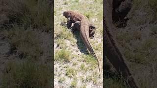 Strolling  Komodo Dragon