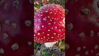 It’s so …coloredLovely mushroom Don’t touch it #inspiringbeauty #beenature #beemama