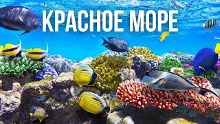 Красное Море  Египет Шарм-эш-Шейх