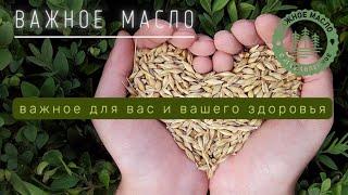 Целительное масло Чёрного Тмина  Важное Масло