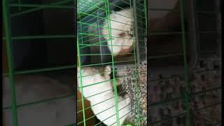 kucing kawin  masih perawan belum terjamah #shorts #videoshorts