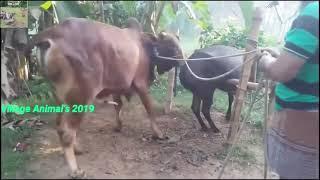 BERBAGAI JENIS  SAPI KAWIN