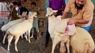 Bakra Mandi Update White Dumba Kajla Chatra Dasi Bakra Bakra Show Goat Farm Hsn Entertainment