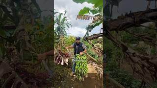 Panen Pisang Ambon di Kebun  #BMBFarmingDivision