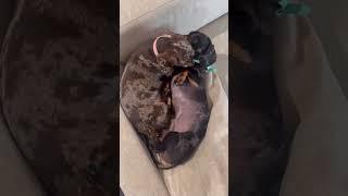  That just made my heart melt … so Precious ️  #cutedachshund #dachshundarts   Credit  ️ SCHN
