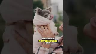 Pint Sized Powerhouse  Unleash the Energy and Charm of Chihuahuas  #top10dogs #chihuahua