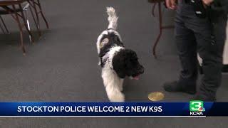 Stockton police welcome new K-9s specializing in emotional support explosives detection