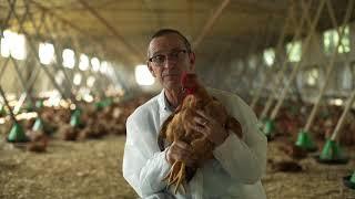 Quanto vivono i pollo biologici Fileni BIO?
