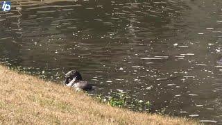 Video shows river otter swimming playing in Bluffton pond. It even caught its lunch