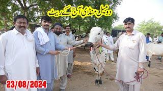 Today Domail Mandi Fatehjang Rate’s update23Aug2024-Part04Sunny Video Fateh Jang Cow Mandi 2024