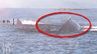 10 Megalodon Caught on Camera & Spotted In Real Life