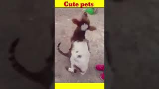 Cute pets on tik-tok #shorts