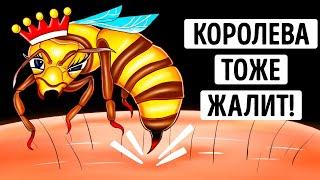 Правда ли что укус пчелиной матки опаснее укуса обычной пчелы? Мы все выяснили