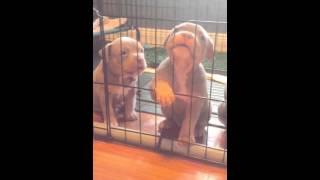 No woman no cry 5 week old puppies crying