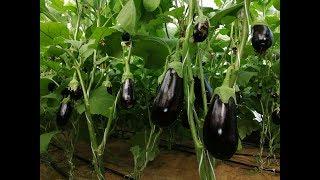 الفيديو الثاني لتربية وزراعة الباذنجان داخل البيوت المحمية Breeding of eggplants in green houses