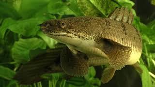 Secrets of the Polypterus