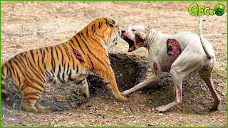 Dangerous The Moment A Dog Is Caught In The Sights Of a Tiger And Leopard... What Will Happen?