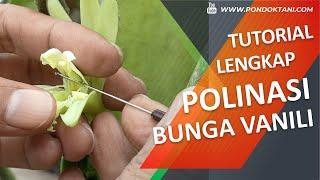 TUTORIAL LENGKAP MENGAWINKAN Polinasi BUNGA VANILI