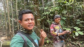 Mencari emas bersama tukang pikat burung sultan kampung petualang di hutan belantara