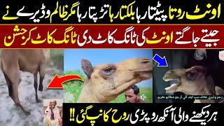 Crying Moments  Camel Crying after this Treated by an OLD man From Sindh Pakistan  Digital Dawah