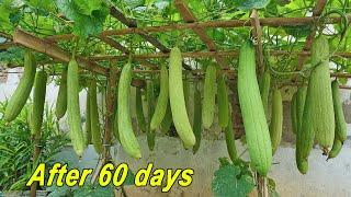 Growing Sponge Gourds in Rooftop Bags Tips for Growing Sponge Gourds with Milk