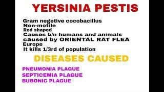 YERSINIA PESTIS  BLACK DEATH   BY PHANINDRA GUPTHA