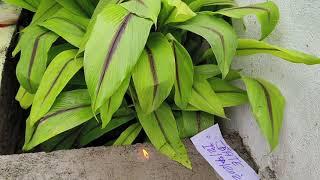 Kali Haldi sale 8073861102 Black Turmeric for sale Nalla pusupu काली हल्दी लाभ और फायदा